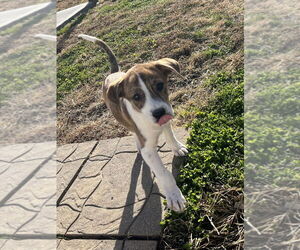 Labrador Retriever-Saint Bernard Mix Dogs for adoption in Aurora, IN, USA