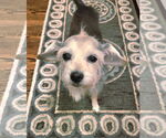 Small Mutt