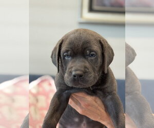 Charlotte's Puppy Tiki - Female Labrador Retriever-Unknown Mix Dog for Adoption - Photo #2