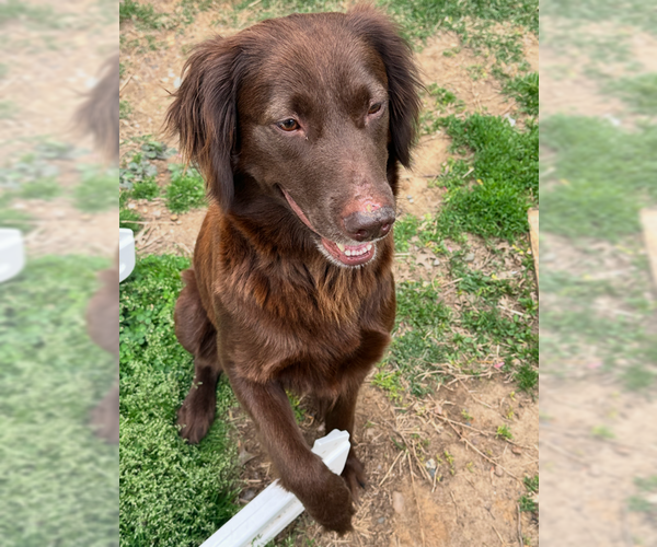 Medium Photo #3 Labrador Retriever Puppy For Sale in Evansville, IN, USA