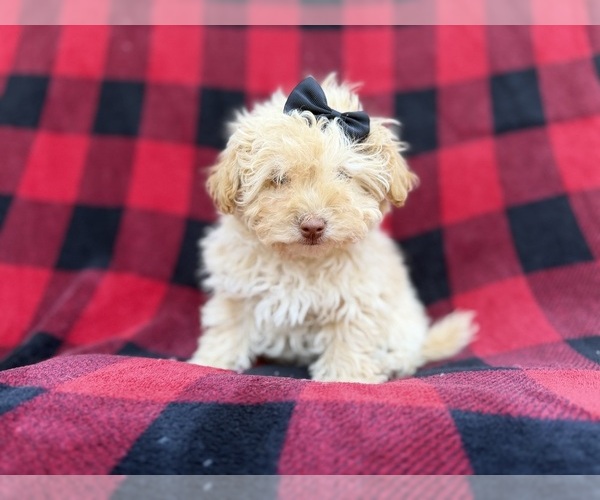 Medium Photo #9 Havapoo Puppy For Sale in LAKELAND, FL, USA