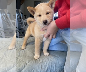 Shiba Inu Puppy for Sale in MONETT, Missouri USA