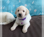 Small Photo #6 Labrador Retriever Puppy For Sale in PALM COAST, FL, USA