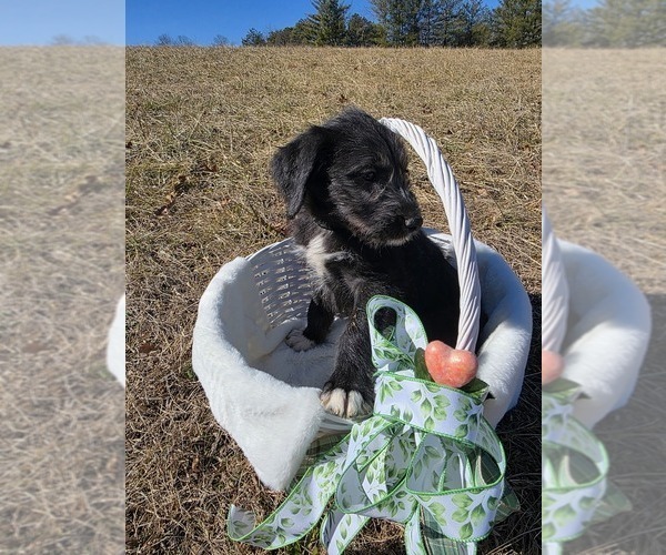 Medium Photo #3 Anatolian Shepherd-Sheepadoodle Mix Puppy For Sale in ALEXANDER, NC, USA