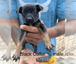 Small #3 Mutt
