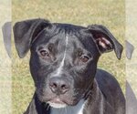 Small Photo #1 American Staffordshire Terrier-Boxer Mix Puppy For Sale in Huntley, IL, USA