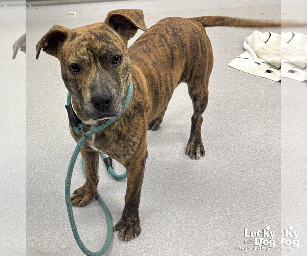 Medium Photo #2 Plott Hound-Unknown Mix Puppy For Sale in Washington, DC, USA