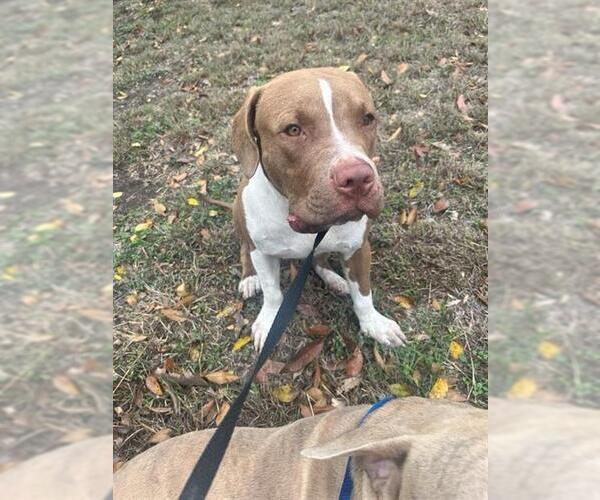 Medium Photo #1 American Staffordshire Terrier Puppy For Sale in San Antonio, TX, USA