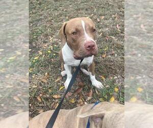 American Staffordshire Terrier Dogs for adoption in San Antonio, TX, USA