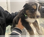 Small Photo #4 Australian Shepherd Puppy For Sale in LUBBOCK, TX, USA