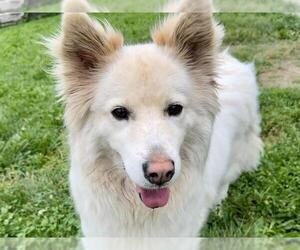 Siberian Husky Dogs for adoption in Pueblo, CO, USA