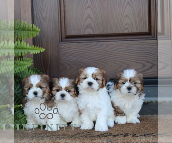 Medium Photo #2 Shih Tzu Puppy For Sale in MORGANTOWN, PA, USA