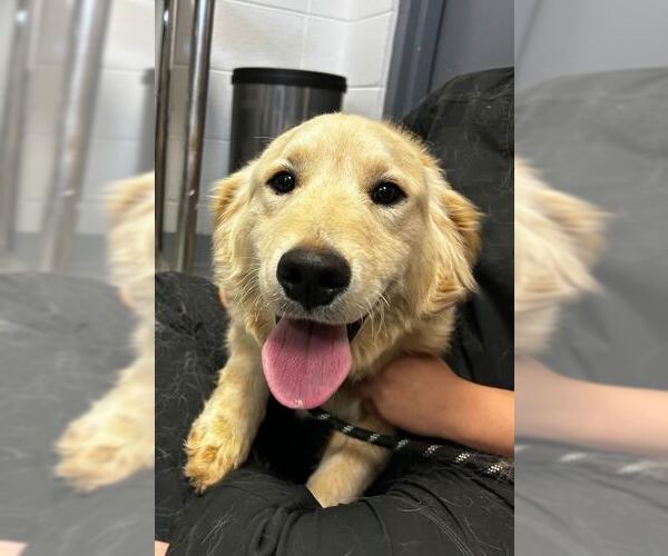 Medium Photo #2 Golden Retriever Puppy For Sale in Elmsford, NY, USA