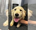 Small #1 Golden Retriever