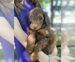 Puppy Puppy 8 Bernedoodle