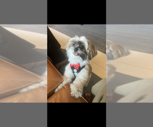 Shih Tzu Puppy for sale in DENVER, CO, USA