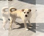 Small #1 Cairn Terrier Mix