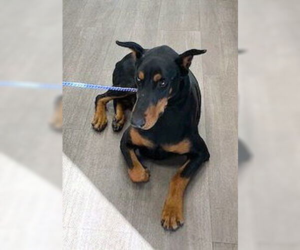 Medium Photo #3 Doberman Pinscher Puppy For Sale in Omaha, NE, USA