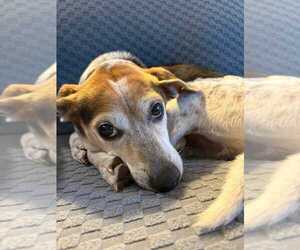 Beagle-Unknown Mix Dogs for adoption in Dunnellon, FL, USA