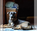 Small #2 German Shepherd Dog Mix