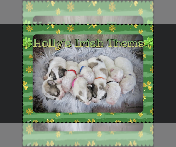 Medium Photo #1 Great Pyrenees Puppy For Sale in PAYETTE, ID, USA