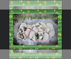 Great Pyrenees Puppy for Sale in PAYETTE, Idaho USA