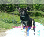 Small #2 German Shepherd Dog
