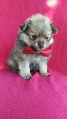 Pomeranian Puppy for sale in EDEN, PA, USA