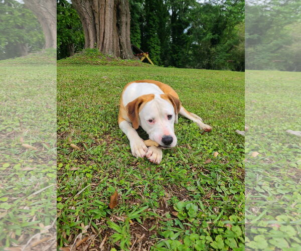 Medium Photo #2 Bullboxer Pit Puppy For Sale in McDonough, GA, USA
