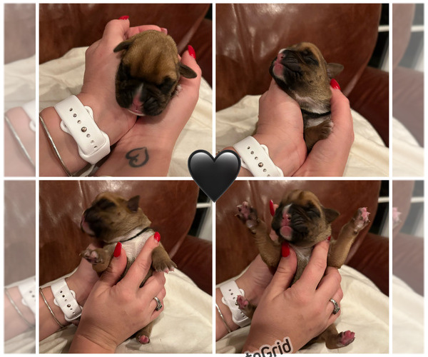 Medium Photo #22 Boxer Puppy For Sale in EAST FREETOWN, MA, USA