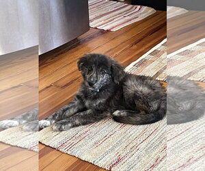 Anatolian Shepherd-Unknown Mix Dogs for adoption in Alexandria, KY, USA