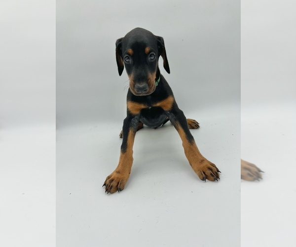 Medium Photo #11 Doberman Pinscher Puppy For Sale in RIVERDALE, MD, USA