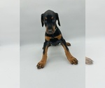 Small #10 Doberman Pinscher