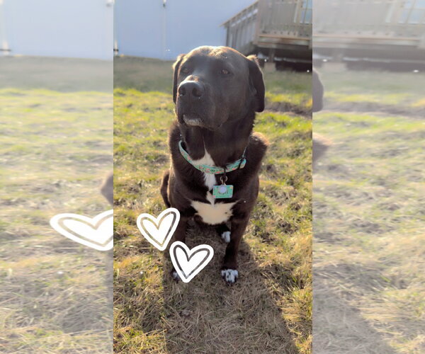 Medium Photo #3 Labrador Retriever-Unknown Mix Puppy For Sale in Plainfield, IL, USA