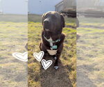 Small #2 Labrador Retriever Mix