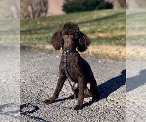Poodle (Toy) Puppy for sale in CHARLESTON, WV, USA