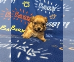 Puppy Beaker Zuchon