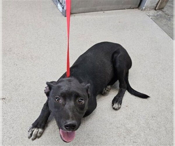 Medium Photo #1 American Pit Bull Terrier Puppy For Sale in San Bernardino, CA, USA