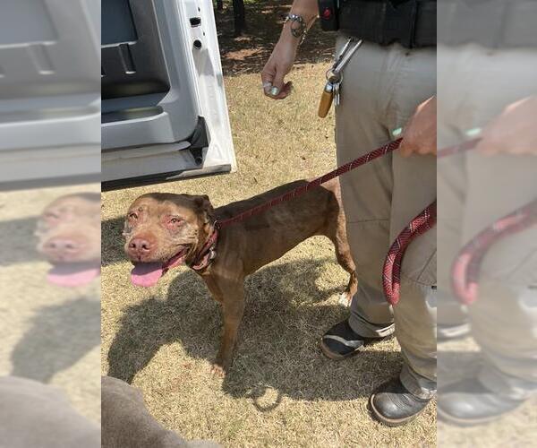 Medium Photo #1 American Staffordshire Terrier Puppy For Sale in Oklahoma City, OK, USA