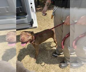 American Staffordshire Terrier Dogs for adoption in Oklahoma City, OK, USA