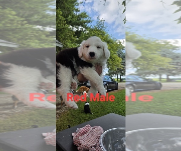 Medium Photo #22 English Shepherd Puppy For Sale in NEW CASTLE, IN, USA