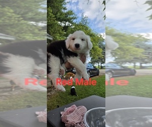 Medium English Shepherd