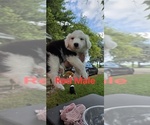 Puppy Red English Shepherd