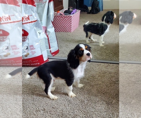 Medium Photo #2 Cavalier King Charles Spaniel Puppy For Sale in PLACENTIA, CA, USA