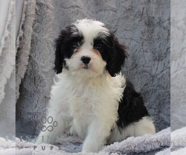Medium Photo #4 Cavapoo Puppy For Sale in DRY RUN, PA, USA