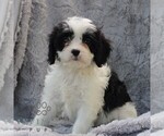 Small Photo #4 Cavapoo Puppy For Sale in DRY RUN, PA, USA