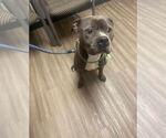 Small Photo #11 American Staffordshire Terrier Puppy For Sale in Rosenberg, TX, USA