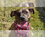 Small #4 American Staffordshire Terrier-Boxer Mix