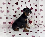 Small #2 Doberman Pinscher