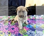 Holiday Garland - Female German Shepherd Dog Puppy for Sale - Photo #9